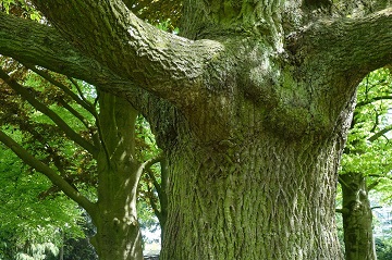 Critcal Alignment Yoga